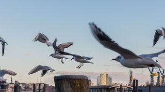 米兰体育官网-澳大利亚乒乓球未来的目标：在全球比赛中稳步前行，澳大利亚乒乓球选手  第2张